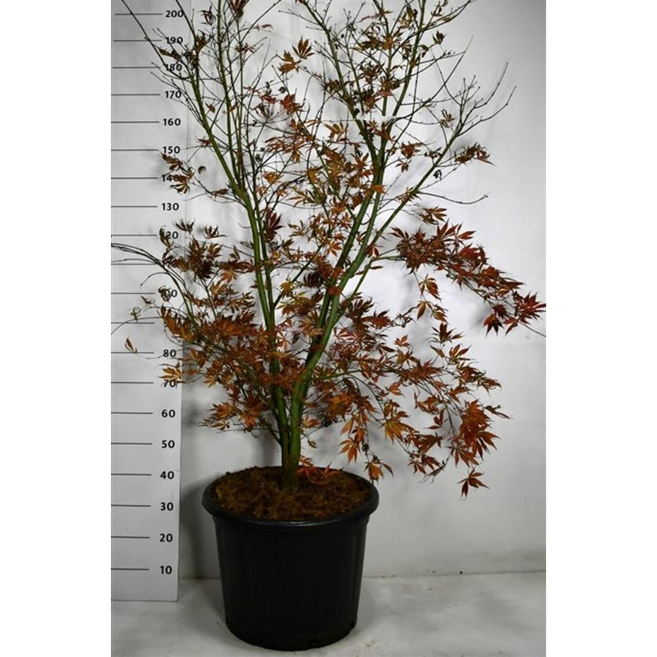 Japansk lönn – Acer palmatum 'Summer Sunset' - C65 150-175 cm.